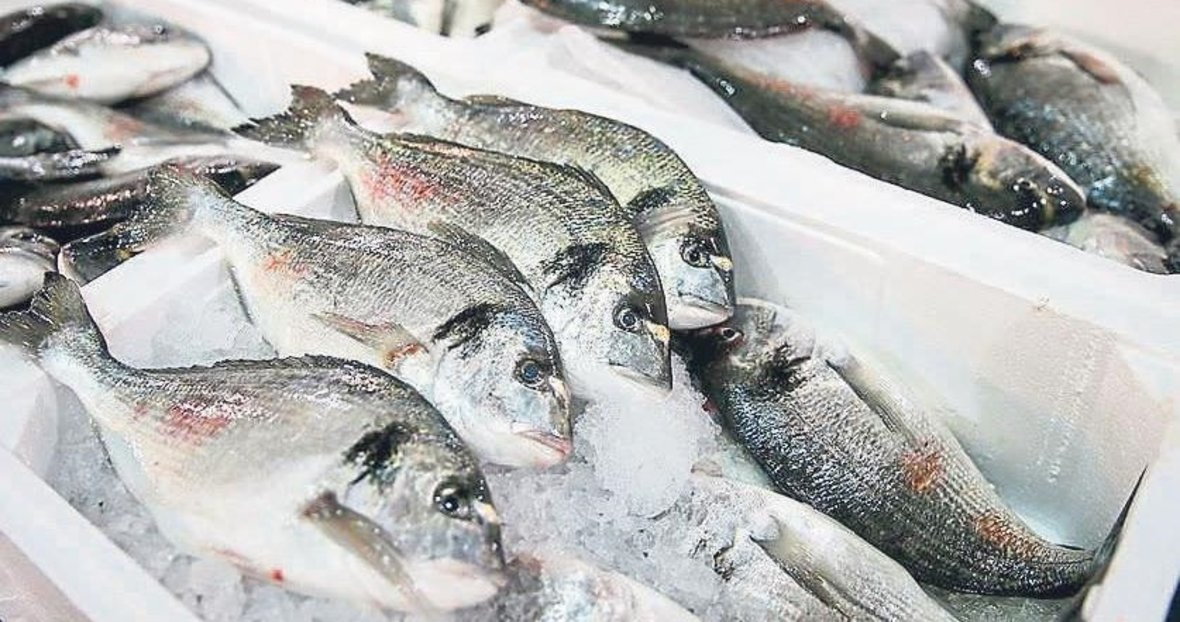 TURKISH SEA BASS, SEA BREAM EXPORTED MOSTLY FRESH… THE GLOBAL WINDOW